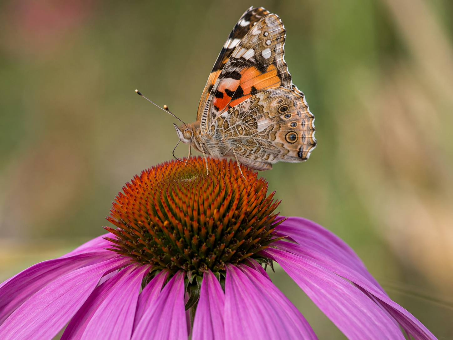 Painted Lady on Purple Coneflower